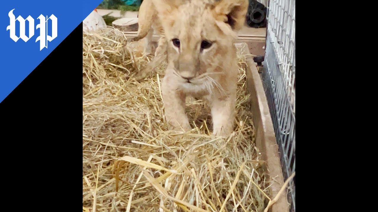 Lion cubs rescued from Ukraine arrive in U.S.