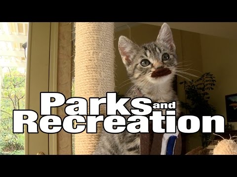 Parks and Recreation (Cute Kitten Version) - UCPIvT-zcQl2H0vabdXJGcpg