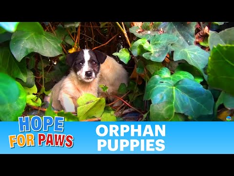 Saving five orphaned puppies - watch until the end for an amazing transformation! - UCdu8QrpJd6rdHU9fHl8J01A