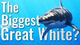 Deep Blue - The Biggest Great White?