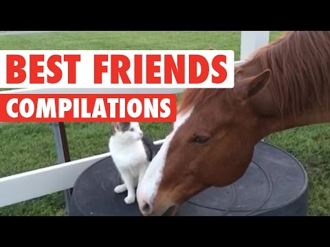 Cute BFF Pet Video Compilation 2016 - UCPIvT-zcQl2H0vabdXJGcpg