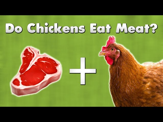 can-chickens-eat-beef-hayfarmguy