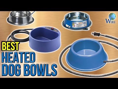 6 Best Heated Dog Bowls 2017 - UCXAHpX2xDhmjqtA-ANgsGmw