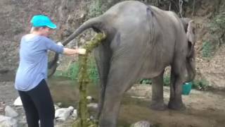 VU - ZAPPING !Une vétérinaire vient aider un éléphant avec une occlusion intestinale