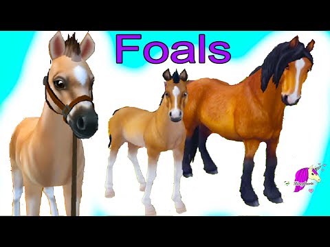 horses shopkins shoppies foals breyer