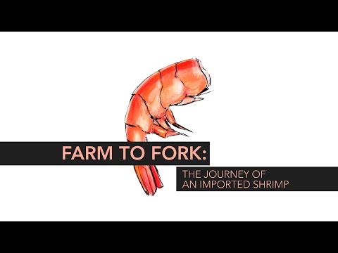 Farm to Fork: The Journey of an Imported Shrimp | Consumer Reports - UCOClvgLYa7g75eIaTdwj_vg