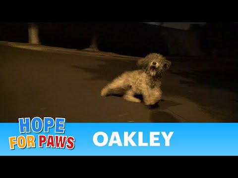 Saving Oakley in a late night rescue mission.  Please help her find a home. - UCdu8QrpJd6rdHU9fHl8J01A