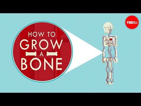 How to grow a bone - Nina Tandon - UCsooa4yRKGN_zEE8iknghZA