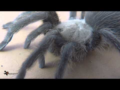 Baby Texas Tarantula Spider - GoPro / Macro Filter - UCTs-d2DgyuJVRICivxe2Ktg