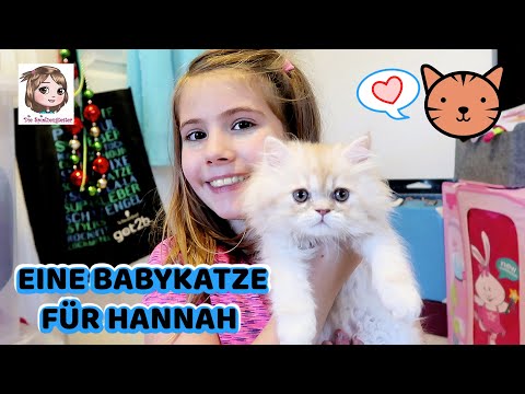 EINE KATZE FÜR HANNAH 🐱 Ihr größter Wunsch geht in Erfüllung 🥰 Unser neues Familienmitglied 🧡