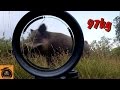 Vidéo "inédite" à la chasse aux sangliers 