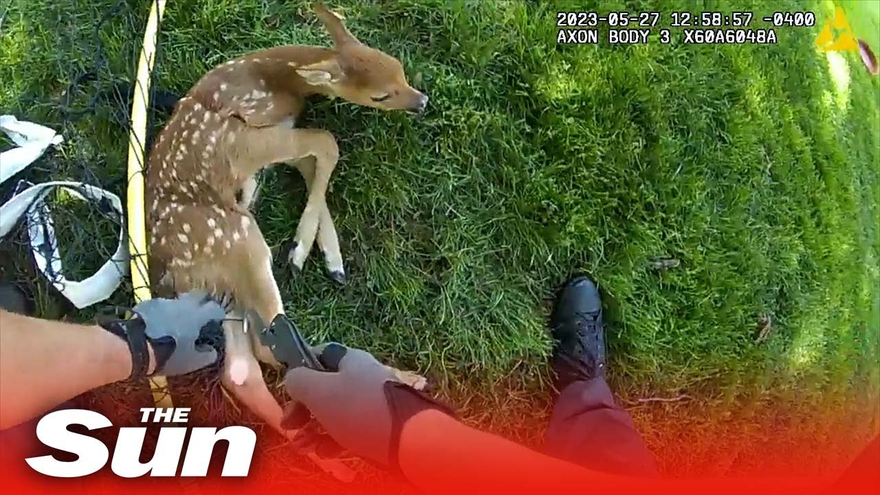 Police come to baby deer’s rescue, cutting it free from backyard soccer net