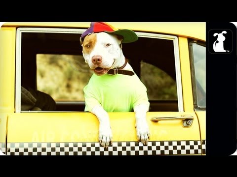 Fresh Prince of Bel Air - Fresh Pup of Bel Air - Parody - UCPIvT-zcQl2H0vabdXJGcpg