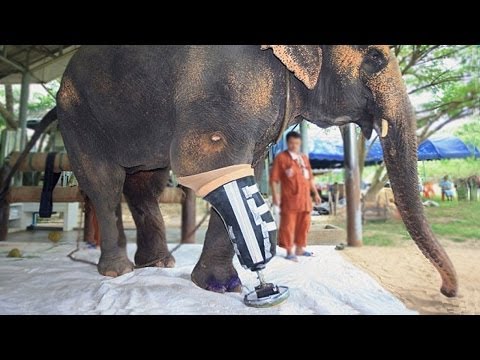 ELEPHANT GETS ARTIFICIAL LEG - UCrp8aFu6VjkZAY9Hhj6IrXA