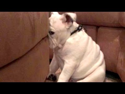 YOU'LL LAUGH ALL DAY LONG - Ultimate FUNNY and CUTE GUILTY DOGS - UC9obdDRxQkmn_4YpcBMTYLw