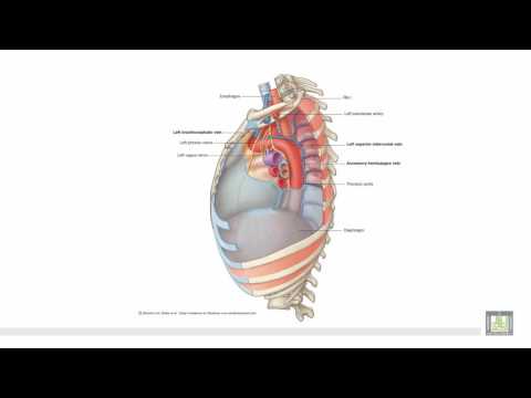 Anatomy 1 | C1 - L6 | Posterior mediastinum & radiology of the thorax