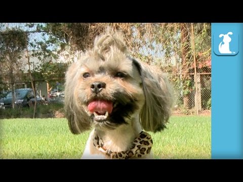 Rescue Dog Gets Mohawk and Transformation Makeover - The Beauty of Pets - UCPIvT-zcQl2H0vabdXJGcpg