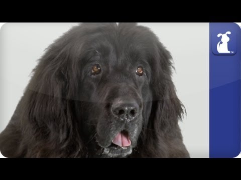 Doglopedia - Newfoundland - UCPIvT-zcQl2H0vabdXJGcpg