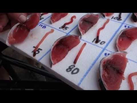 How To Grade Fresh Tuna - A Comprehensive Look - UCbULqc7U1mCHiVSCIkwEpxw