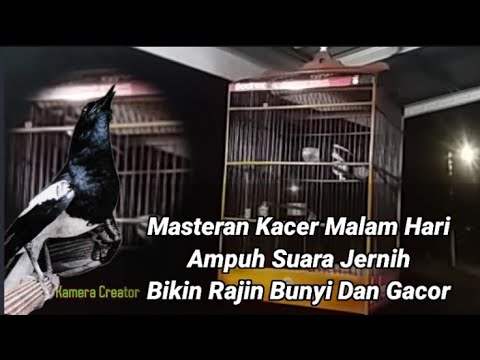 🇮🇩Masteran Kacer Malam Hari Ampuh Suara Jernih Bikin Rajin Bunyi Dan Gacor