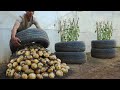 What a pity if you don't know about this method of growing potatoes in tires. Large, many tubers