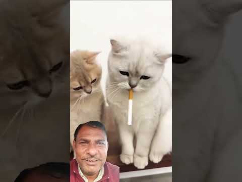 https://youtube.com/shorts/VH-1cdennEs?si=qJEun4FOvE6dKhkq #funny #cat #catlover #catcomedy