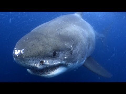 Great Whites of the Serengeti | Great White Highway -- Shark Week 2012 - UCqOoboPm3uhY_YXhvhmL-WA