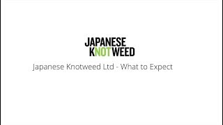Working with Japanese Knotweed Ltd - What to Expect