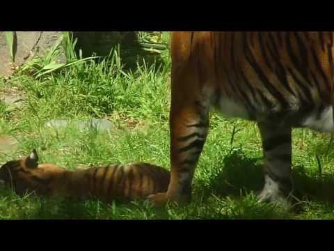 2-1/2 month tiger cub playing with mom