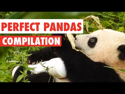 Perfect Pandas Video Compilation 2017 - UCPIvT-zcQl2H0vabdXJGcpg