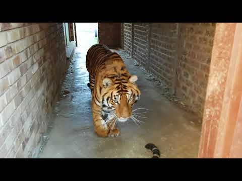 How does a tiger say "I am sorry about the hole in the pool" - UC3SIm-UNl4Ou381-PYKzU8w
