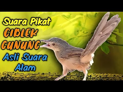 Suara pikat Ciblek Gunung (suara ciblek gunung asli di alam)