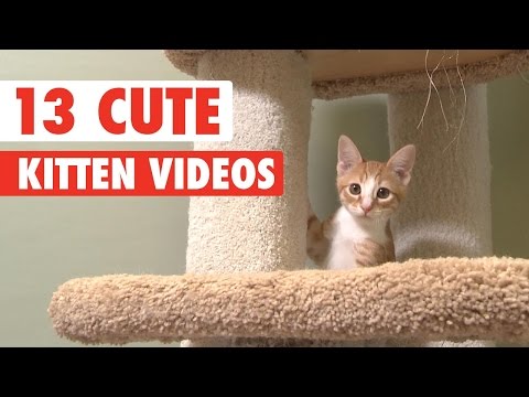 13 Cute Kittens Video Compilation 2016 - UCPIvT-zcQl2H0vabdXJGcpg