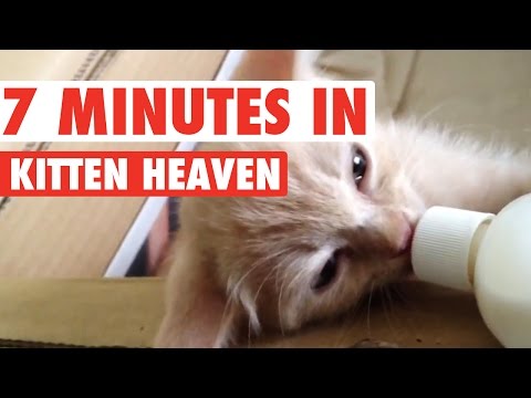 7 Minutes in Kitten Heaven Video Compilation 2016 - UCPIvT-zcQl2H0vabdXJGcpg