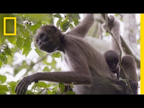 Swing Through the Trees With Amazing Spider Monkeys | National Geographic - UCpVm7bg6pXKo1Pr6k5kxG9A