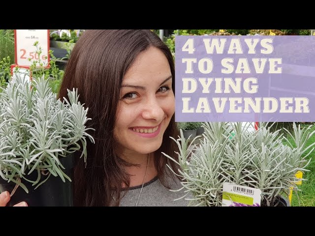 what-to-do-with-dead-lavender-flowers-to-get-ideas