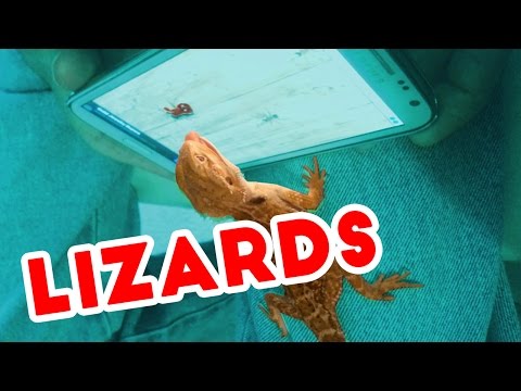 Funniest Lizard & Reptile Blooper & Reaction Videos of 2016 Weekly Compilation | Funny Pet Videos - UCYK1TyKyMxyDQU8c6zF8ltg