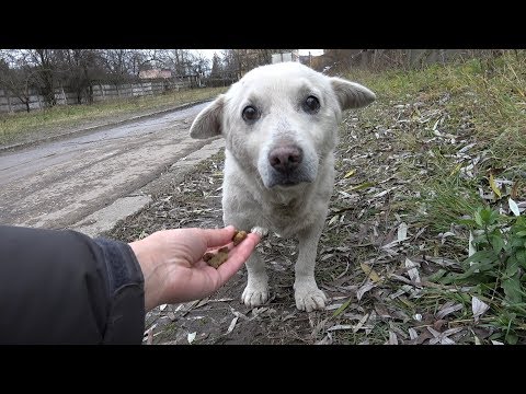Rescue of a Scared Homeless Dog with a Broken Heart - UCqeekxc7CKRYHNV9PVV_HCQ