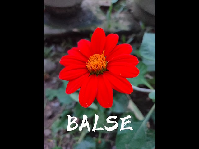 The Beauty of Balse Folk Dance Music