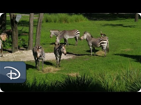 Best Views From Walt Disney World Resorts | Disney’s Animal Kingdom Lodge - UC1xwwLwm6WSMbUn_Tp597hQ