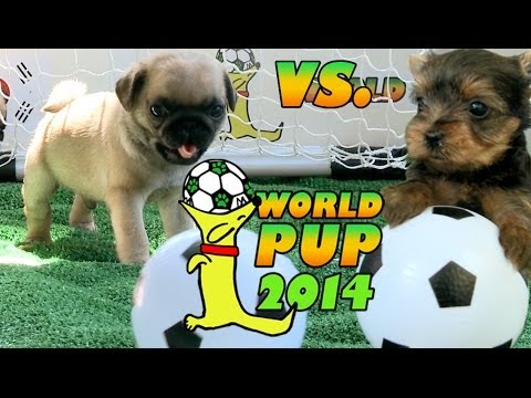World Pup - Pug Puppies vs. Yorkies - UCPIvT-zcQl2H0vabdXJGcpg