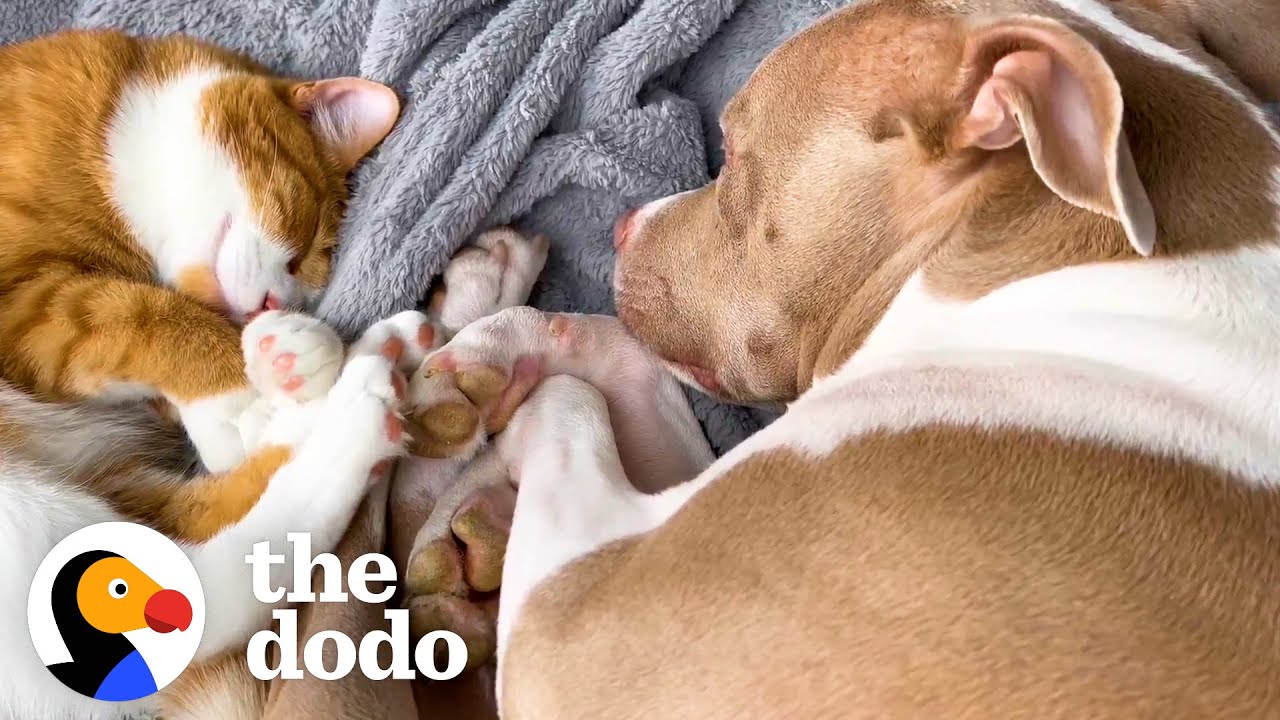 Kitten Comforts Pit Bull Who’s Scared Of Baths | The Dodo Odd Couples
