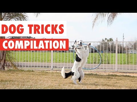 Amazing Dog Tricks Video Compilation 2017 - UCPIvT-zcQl2H0vabdXJGcpg