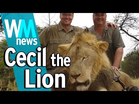 10 Cecil the Lion and Trophy Hunting Facts - WMNews Ep. 39 - UCaWd5_7JhbQBe4dknZhsHJg