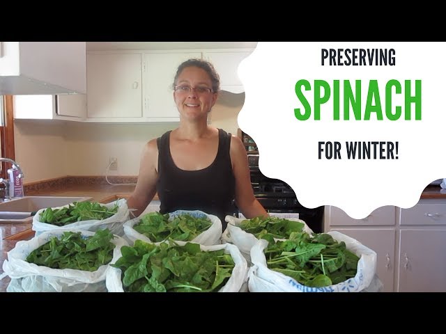 How to Preserve Spinach for Long-Term Storage