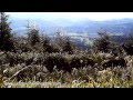 Sangliers et biche observés dans les Vosges 