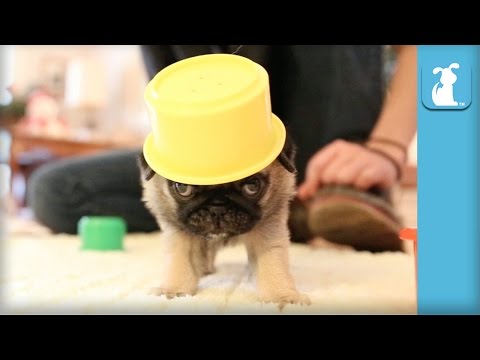 Pug Puppies Are The Silliest of Puppies - Puppy Love - UCPIvT-zcQl2H0vabdXJGcpg