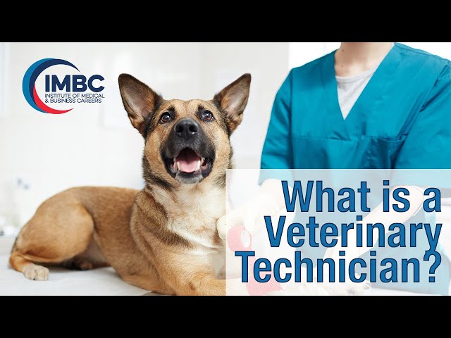 what-does-a-vet-tech-make-betterthanvoodoo