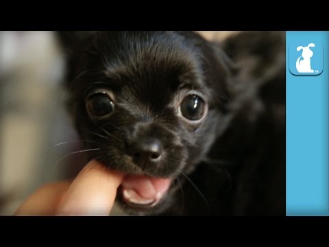 Cutest Chihuahua Ever Wants To Eat You - Puppy Love - UCPIvT-zcQl2H0vabdXJGcpg