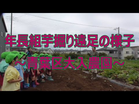 年長組さつま芋掘り遠足の様子